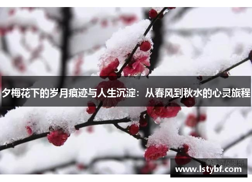 夕梅花下的岁月痕迹与人生沉淀：从春风到秋水的心灵旅程
